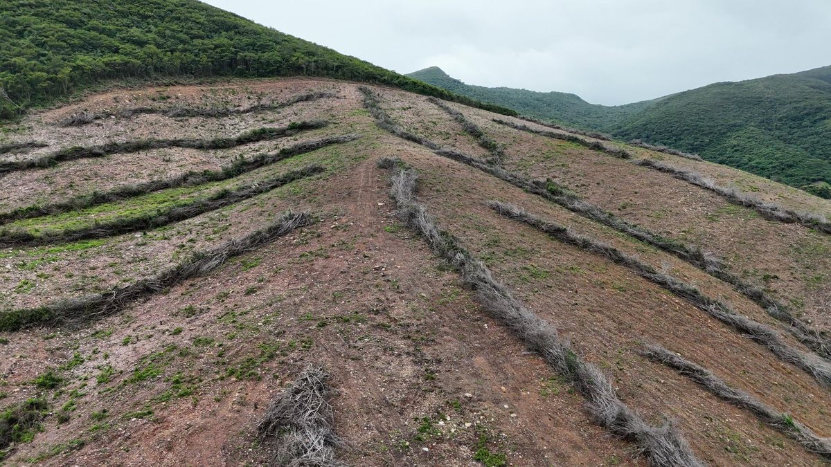 Fiscalização flagra desmatamento de 800 hectares entre Traipu e Batalha
