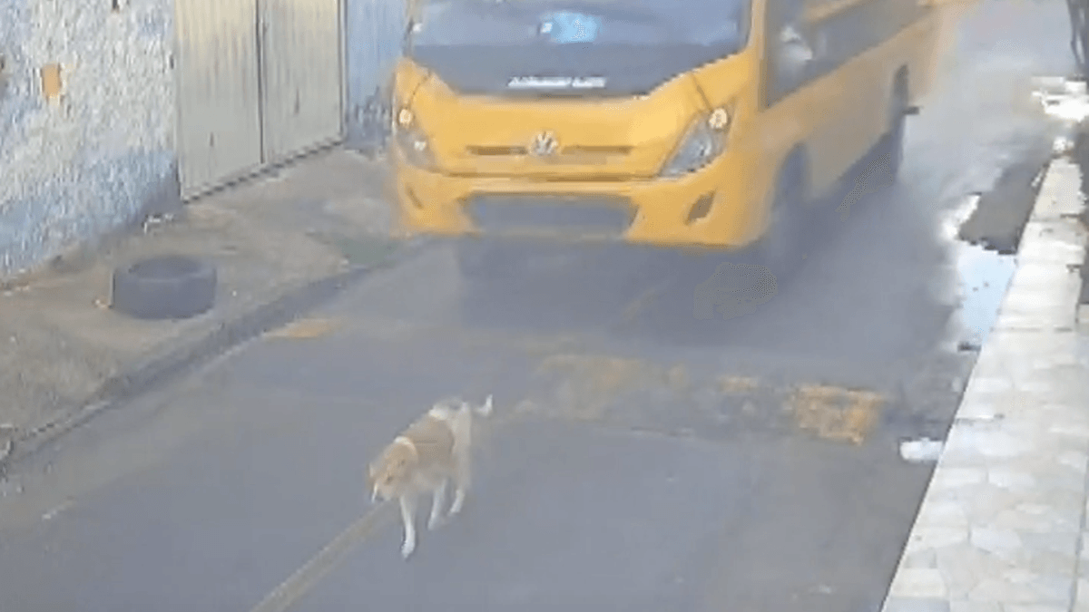 Cão é atropelado por ônibus escolar em Marechal Deodoro