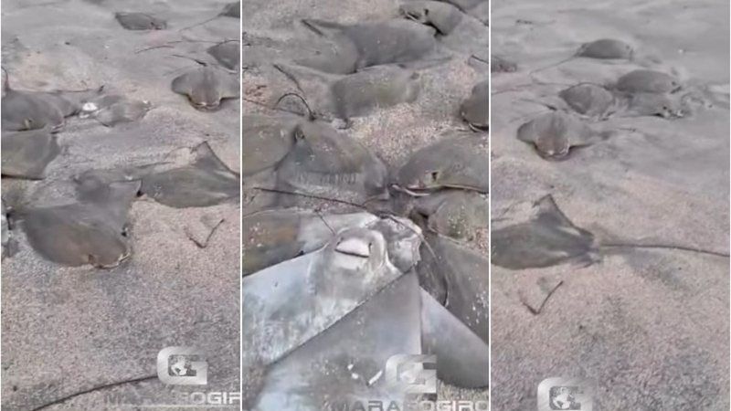Dezenas de arraias são encontradas mortas em praia de Maragogi