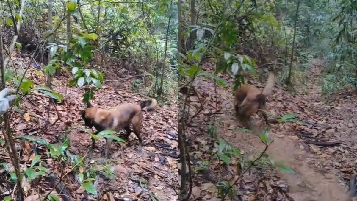Chip de celular leva polícia a corpo enterrado em cova rasa em Rio Largo