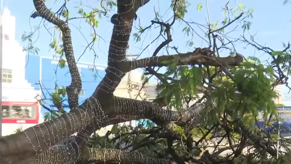 Árvore de grande porte cai na Praça do Centenário, no Farol
