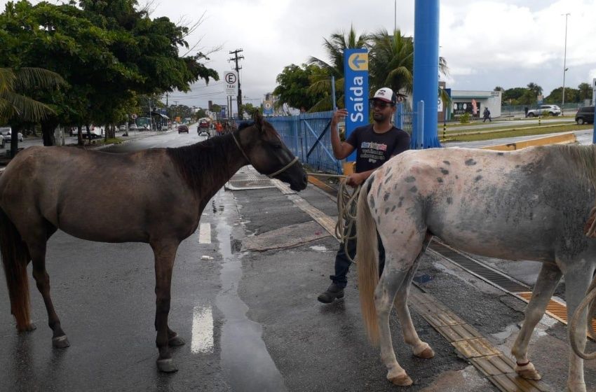 Saiba como solicitar à UVZ de Maceió a captura de animais em vias públicas