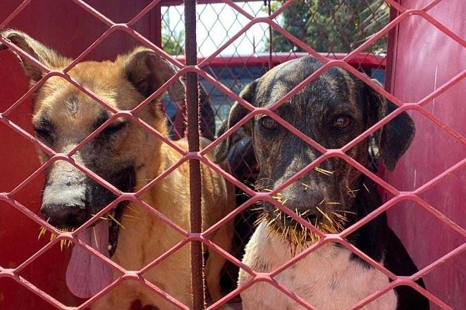 Cachorros atacam ouriço e são feridos por dezenas de espinhos em MG