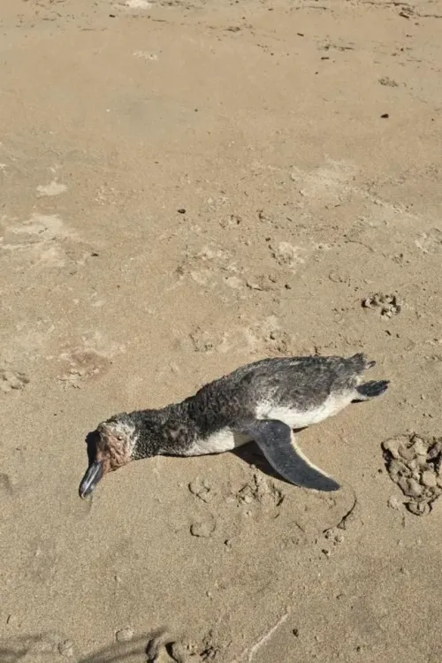 Terceiro pinguim é encontrado morto no litoral de Alagoas durante migração