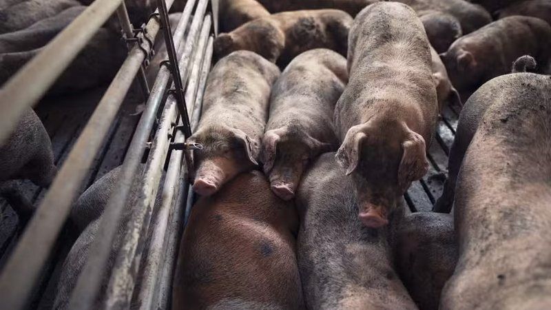Fazendeiro é acusado de alimentar porcos com corpos de mulheres
