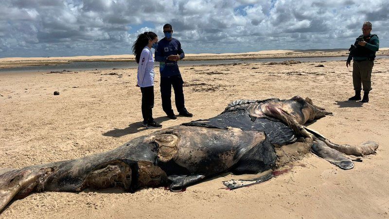Primeiro encalhe de baleia-jubarte da temporada é registrado em Piaçabuçu, Litoral Sul de Alagoas