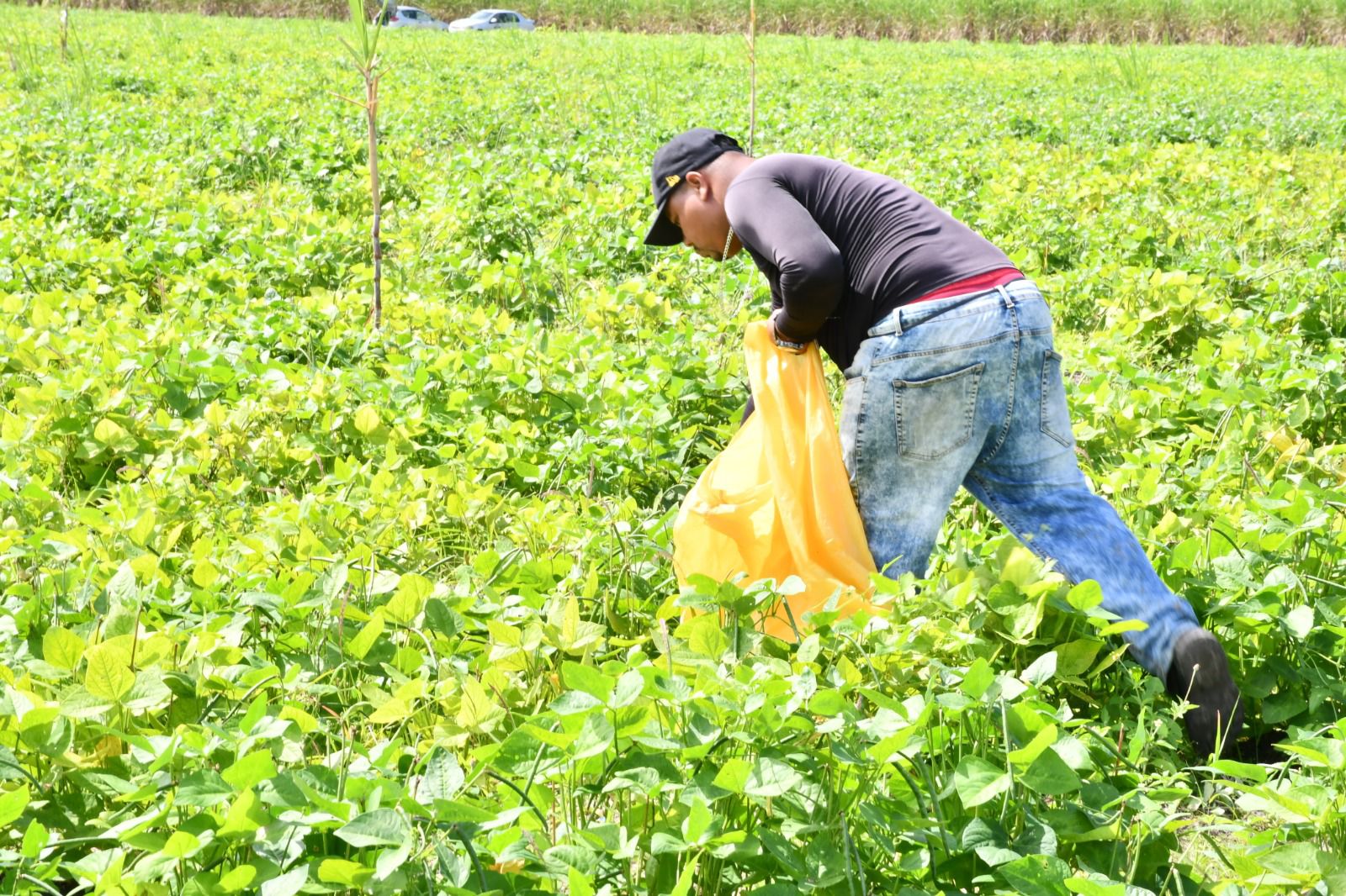 Em São Miguel, colheita do Projeto “Comida na Mesa” fortalece a agricultura familiar e movimenta mais de meio milhão de reais em produção