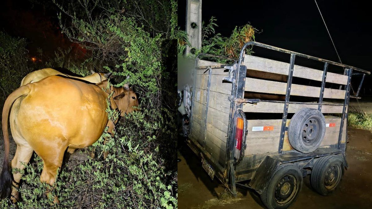 Trio é preso por integrar quadrilha especializada em furtos de gado no Sertão de Alagoas