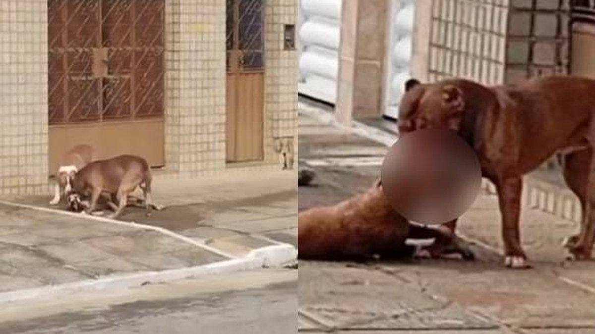 Tutora de cães envolvidos em ataque na Ponta Grossa responderá por crime