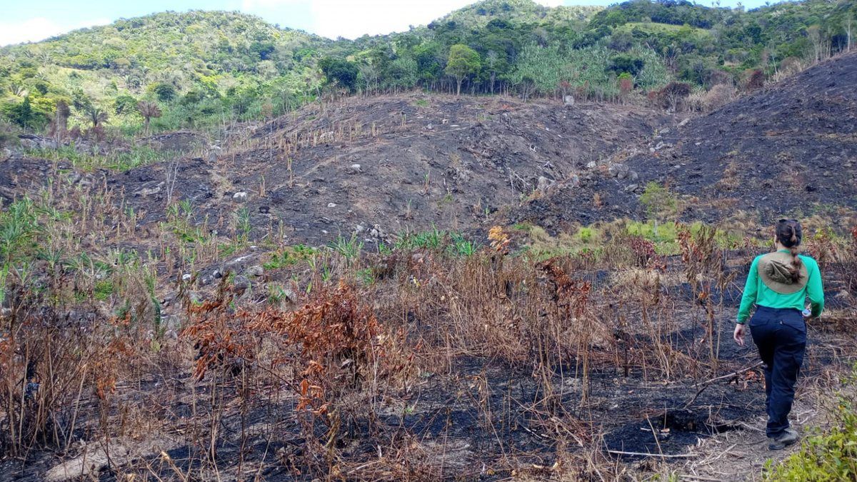 Incêndios em vegetação disparam e crescem quase 50% em Alagoas em 2025