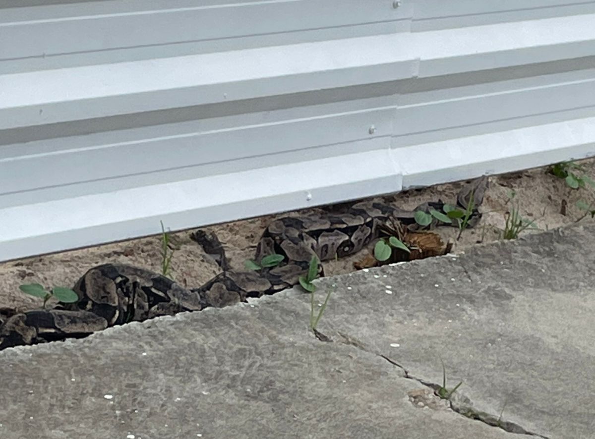 Polícia resgata jiboia de 2,3 metros em via pública em Jacarecica