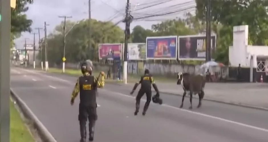 Vaca na pista surpreende pedestres e ciclistas em avenida de Maceió