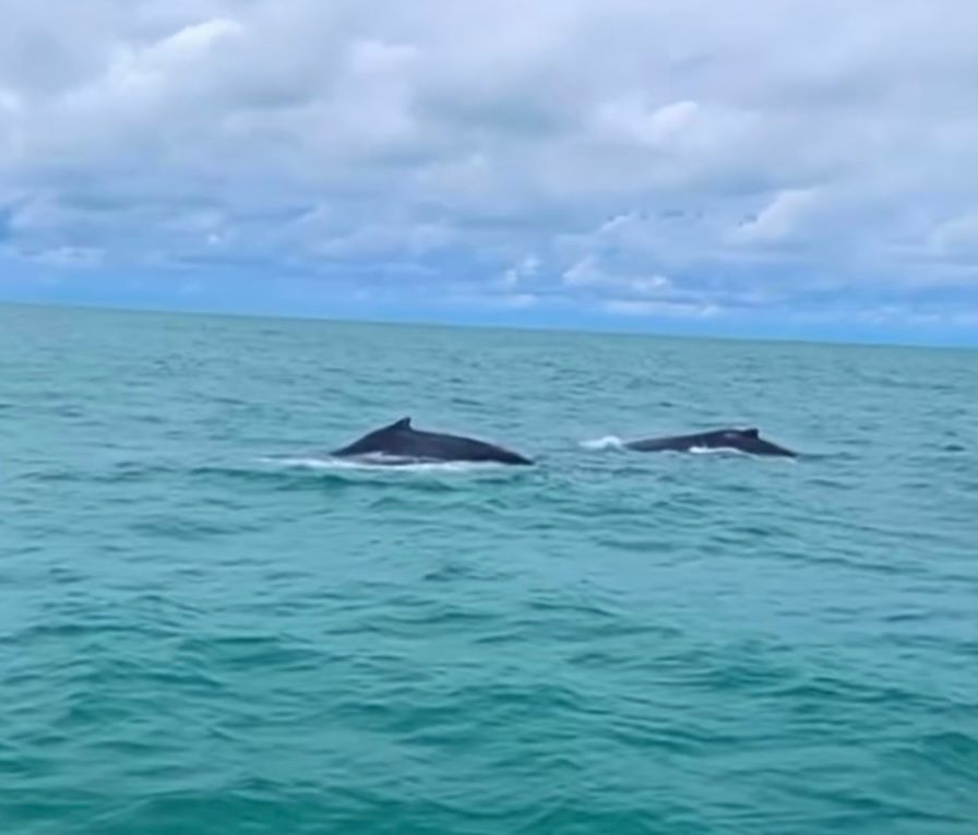 Baleias-jubarte aparecem na praia do Pontal do Peba e surpreendem banhistas