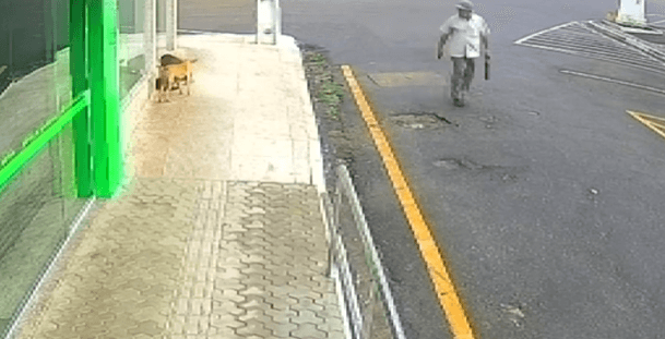 Homem oferece suborno de R$ 5 mil após ser preso por envenenar cães, em AL