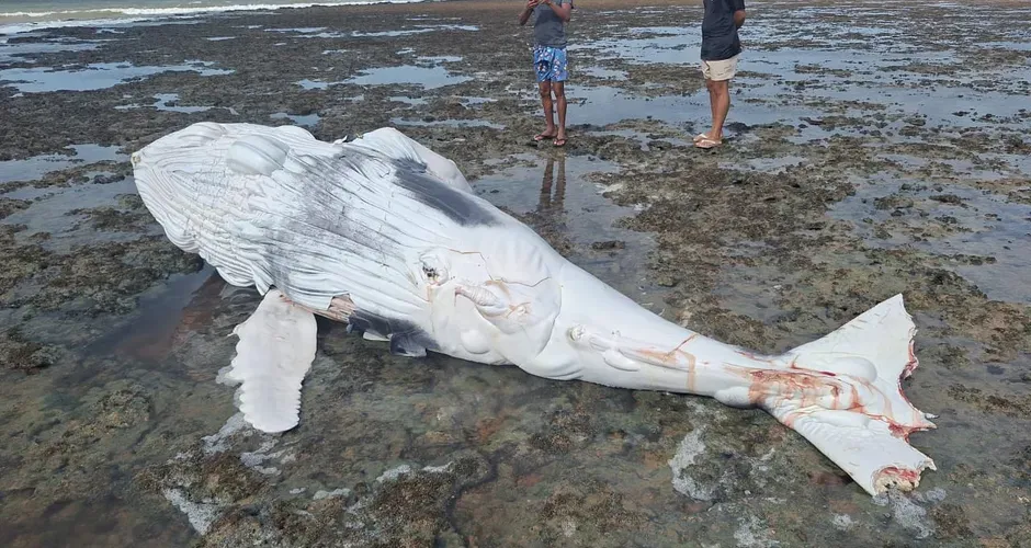 Filhote de baleia-jubarte é encontrado morto em praia de Piaçabuçu