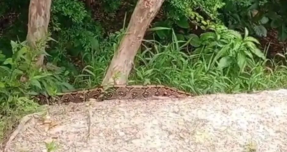 Jiboia de cinco metros é resgatada em Arapiraca