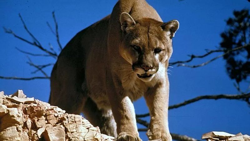 Puma ataca criança de forma repentina em trilha nos EUA e acaba abatido