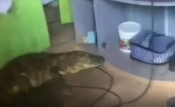 Jacaré é resgatado após invadir residência no bairro Petrópolis, em Maceió