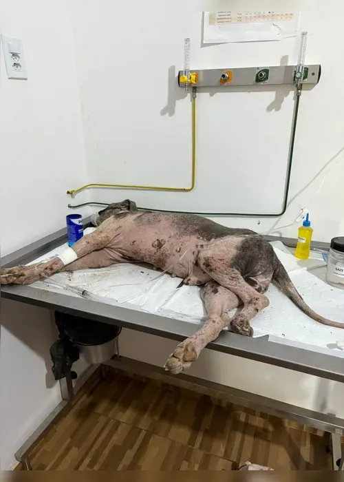 Cadela idosa atropelada é resgatada em estado grave e recebe cuidados da UFAL em Viçosa