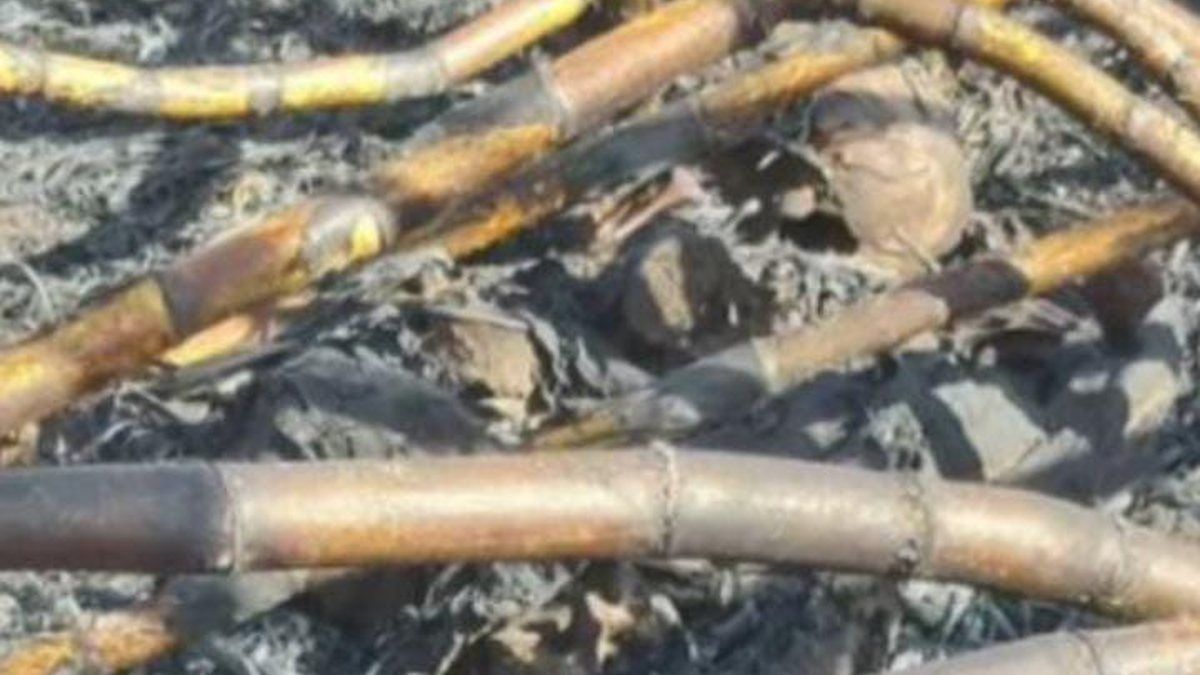 Moradores denunciam acúmulo de lixo e entulho na Rua Zacarias de Azevedo, no Prado