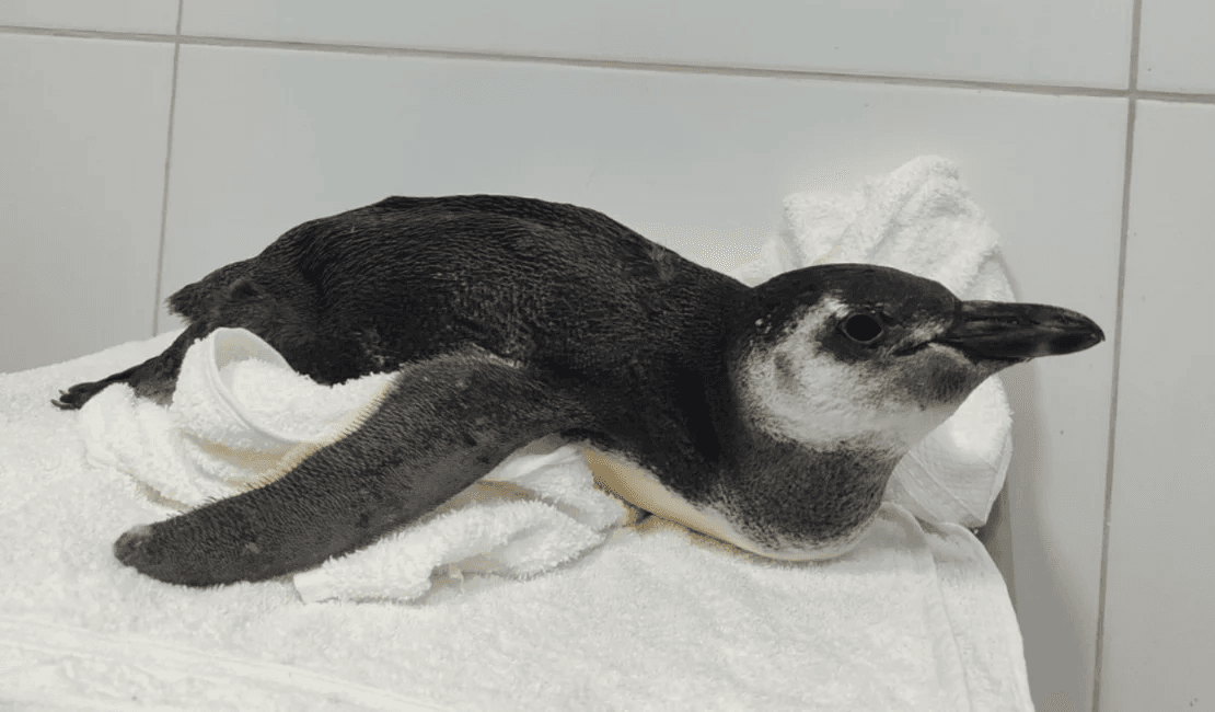 Pinguim é encontrado debilitado na Praia do Gunga
