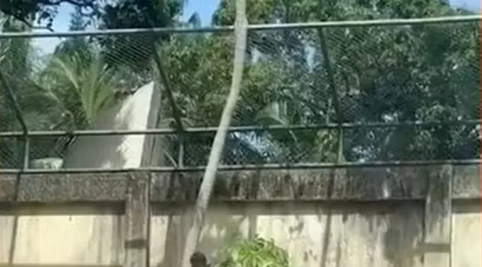 Ministério Público abre investigação sobre morte de jovem por leoa e cobra explicações da prefeitura