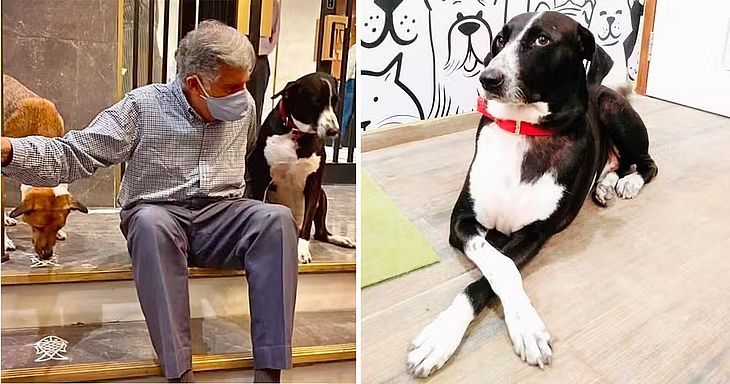 Dono da Jaguar deixa fortuna de mais de R$ 600 milhões para cachorro de herança