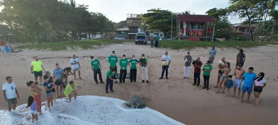 Após meses de reabilitação, tartaruga resgatada retorna ao mar em Maceió